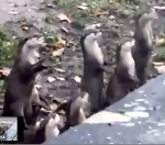 Snapshot from jumping meerkats video clip